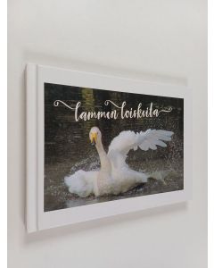 Kirjailijan Oili Suutarinen käytetty kirja Lammen loiskeita