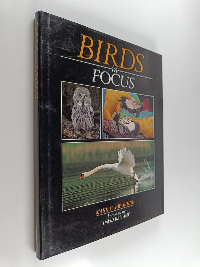 Birds in Focus